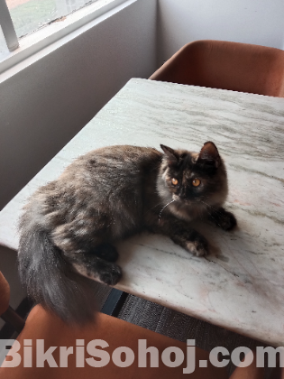 Persian cat